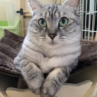 可愛いお顔のサバシロ　♀ 