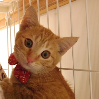 甘えんぼで愛くるしい茶トラくん