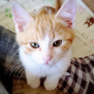 おっとりマイペース茶白猫のひゅうがくん里親募集です