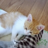 おっとりマイペース茶白猫のひゅうがくん里親募集です サムネイル2