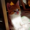 おっとりマイペース茶白猫のひゅうがくん里親募集です サムネイル5