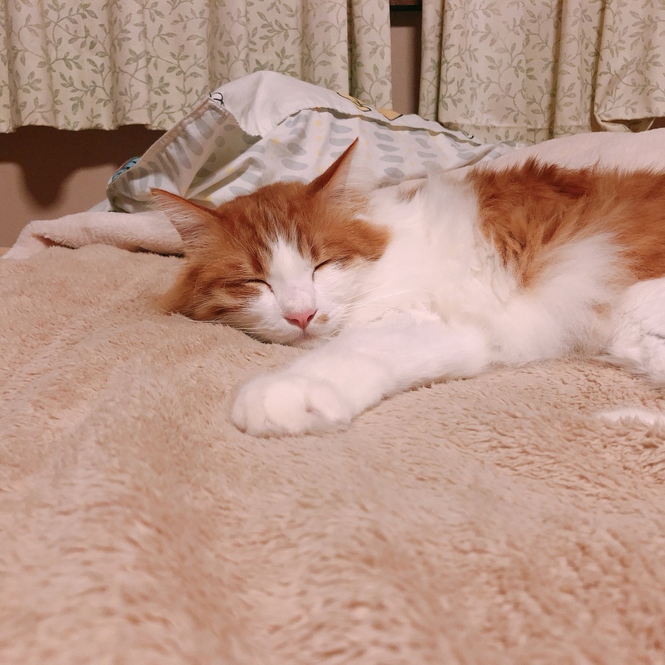 フィガロのカバー写真