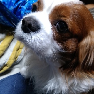 くぅは、新しい家族を探しています