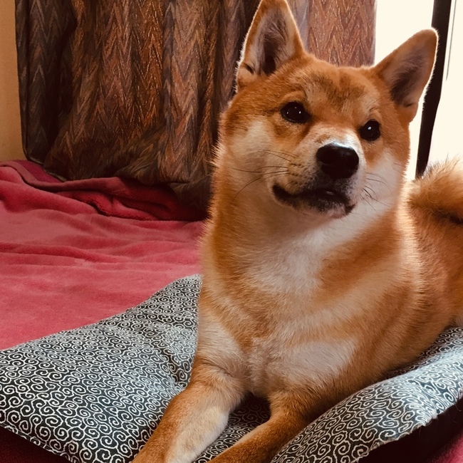 まつまついのカバー写真