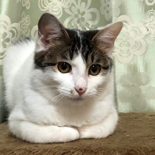 優しい性格のイケメンくんです