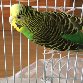 素敵な里親様が見つかりました