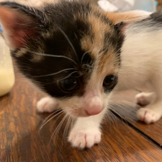 賢く美しいミケ