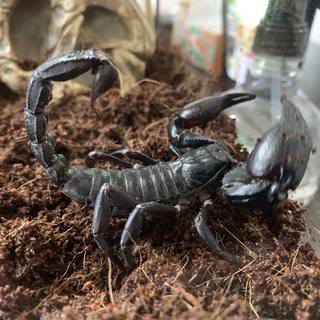 たくさんの応募ありがとうございました。スコーピオン