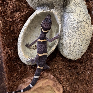 たくさんのご応募ありがとうございました。ハイナン