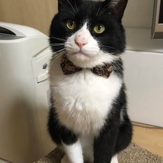 おっとりおだやか君 