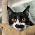 怪我をした猫を保護しました。