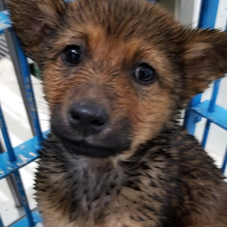 【動画あり！】まるでぬいぐるみ♡野犬の女の子