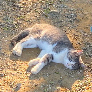 TNR現場の人懐っこい成猫