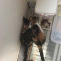 生後半年三毛猫姉妹です