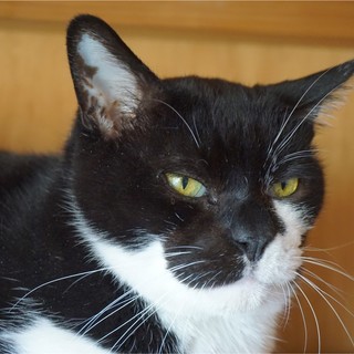 優しいおじいちゃんです