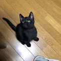 ジジそっくり、超甘えん坊な黒猫３兄弟。