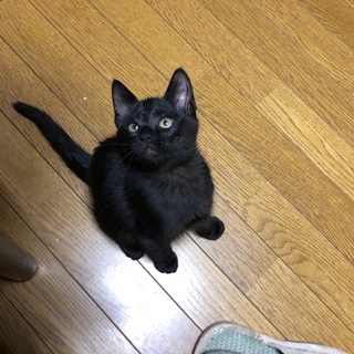 ジジそっくり、超甘えん坊な黒猫３兄弟。