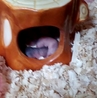 ジャンガリアンハムスターの里親 サムネイル5