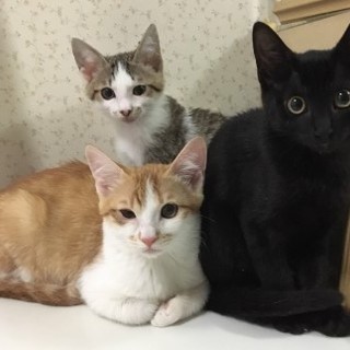 可愛いくて元気イッパイの仲良し３兄妹