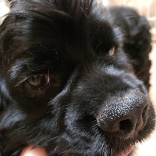 アメリカンコッカースパニエルのルイくん