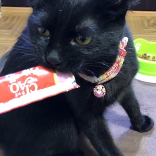 黒猫　メス　6ヶ月