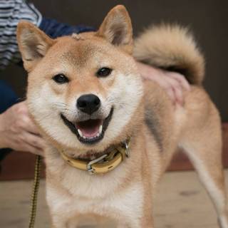 柴犬うきえちゃん ５歳