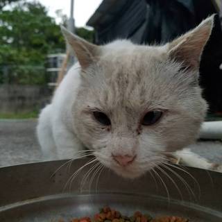 【シロ♂】沖縄の離島久米島から里親募集中！
