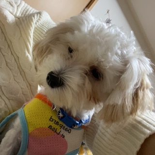 再募集）マルチーズ×シーズー♂