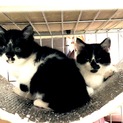野良猫の子猫を保護しました