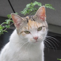 ひな