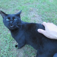ネロ