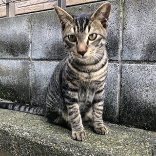 頭突きスリスリ甘えん坊キジトラ！！