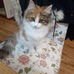 「強いぞアンディ」サムネイル2