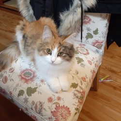 「強いぞアンディ」サムネイル3