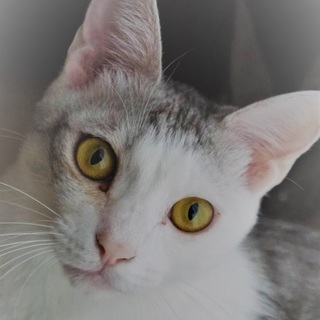 ボンボン尻尾が素敵なサバ白　カジキ君！