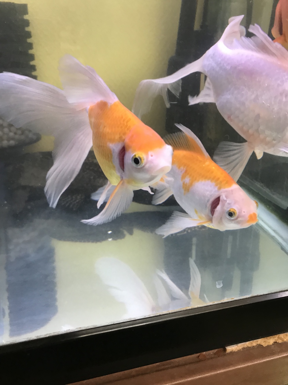 金魚2匹15cm程」兵庫県 - 熱帯魚・観賞魚の里親募集(292405) :: ペット