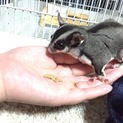 フクロモモンガ  オス の里親さん募集