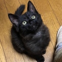 人馴ればっちり甘えん坊黒猫ちゃん