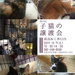 第6回　廣島ねこ奉行　子猫の譲渡会