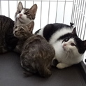 子猫３ヶ月と子猫４ヶ月