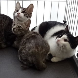 子猫３ヶ月と子猫４ヶ月