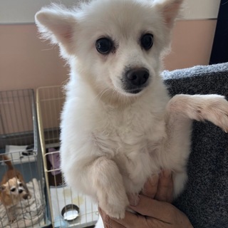 ポメラニアンのマミちゃん