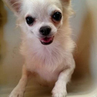 チワワのルミネちゃん