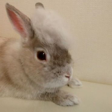 抜け毛でリーゼント