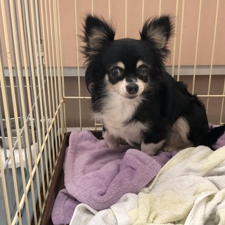 チワワのゆめちゃん