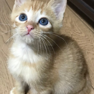 トライアル中のため募集一時停止中。栗きんとんくん