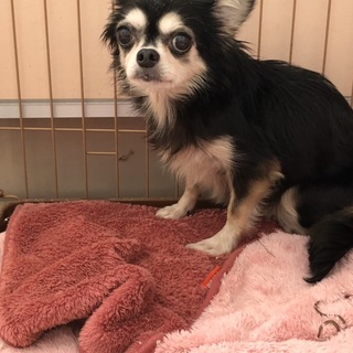 チワワのひなちゃん