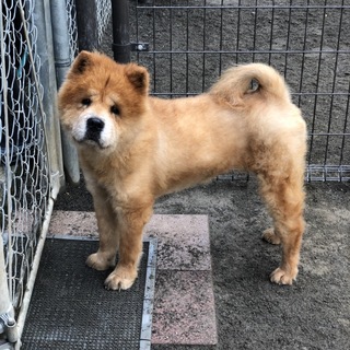 チャウチャウのゆうちゃん