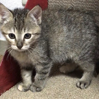 トライアル中のため募集一時停止中です。もなかちゃん