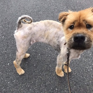 チャウチャウのみいちゃん